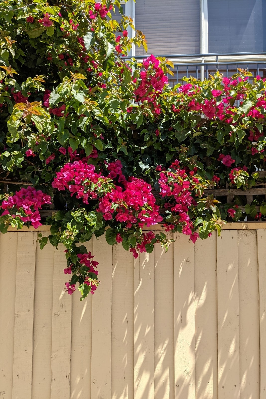 Pink flowers growing over fence, and house window in background