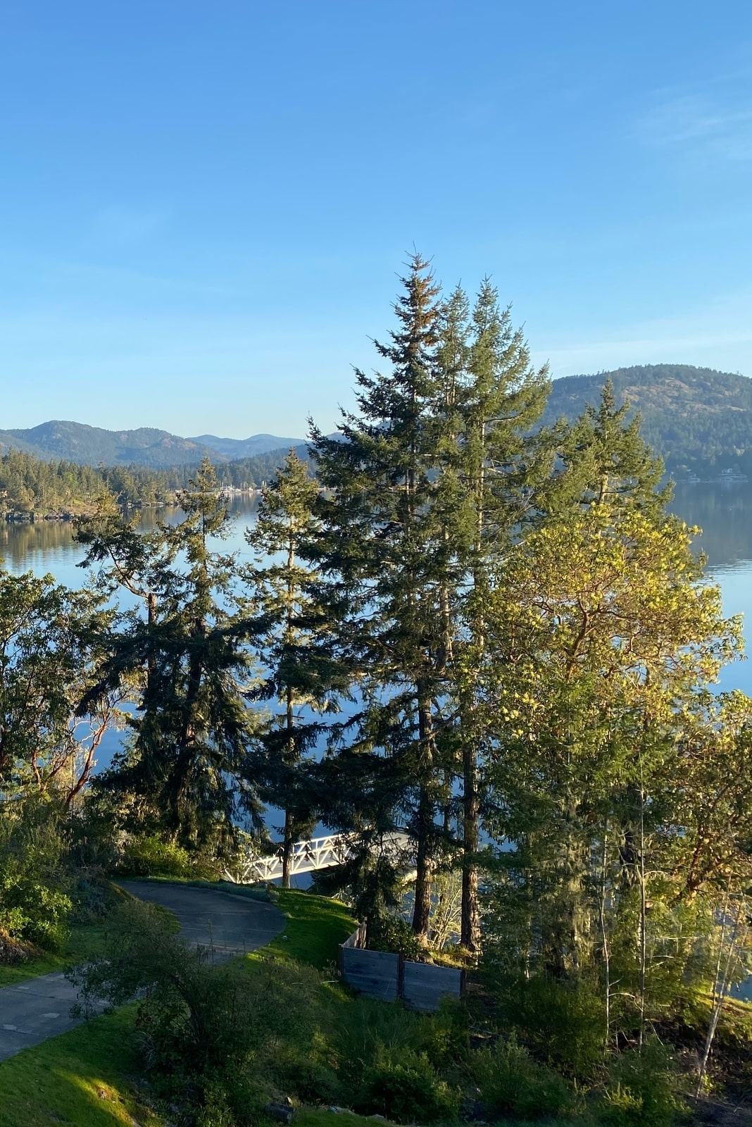 Large pine trees and Horne Lake in distance, Vancouver Island
