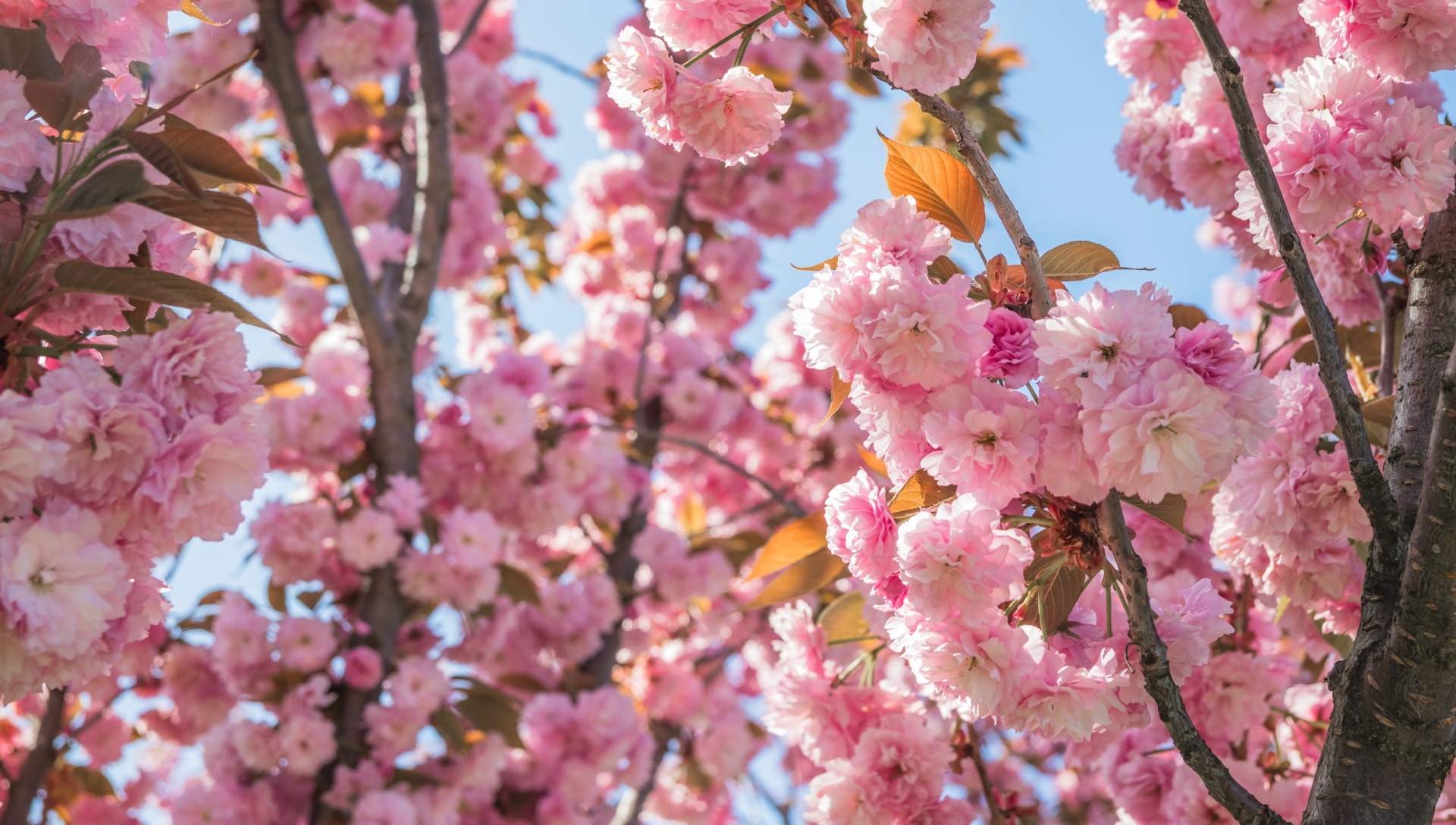 Bright pink cherry blossoms on trees on Vancouver Island