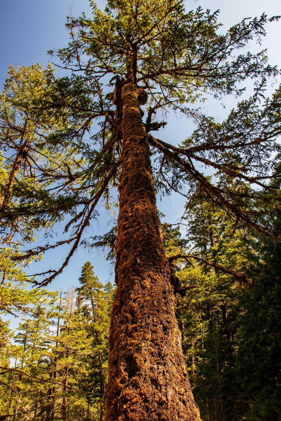Upwards view of tall trees in Qualicum North area forest