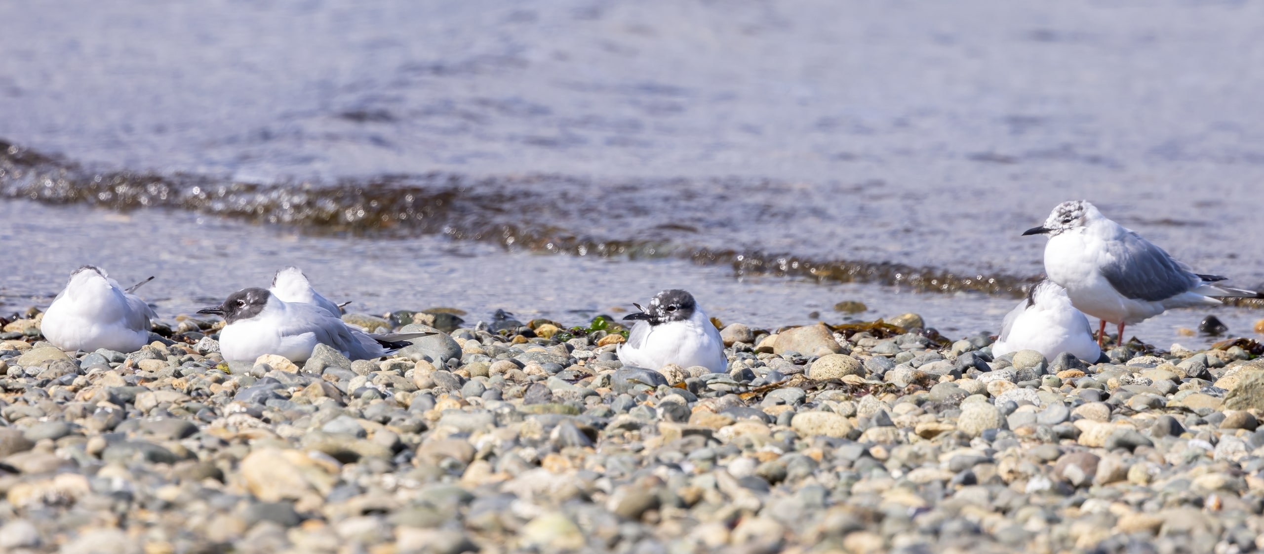 Family of white sea birds on rocky Qualicum beach