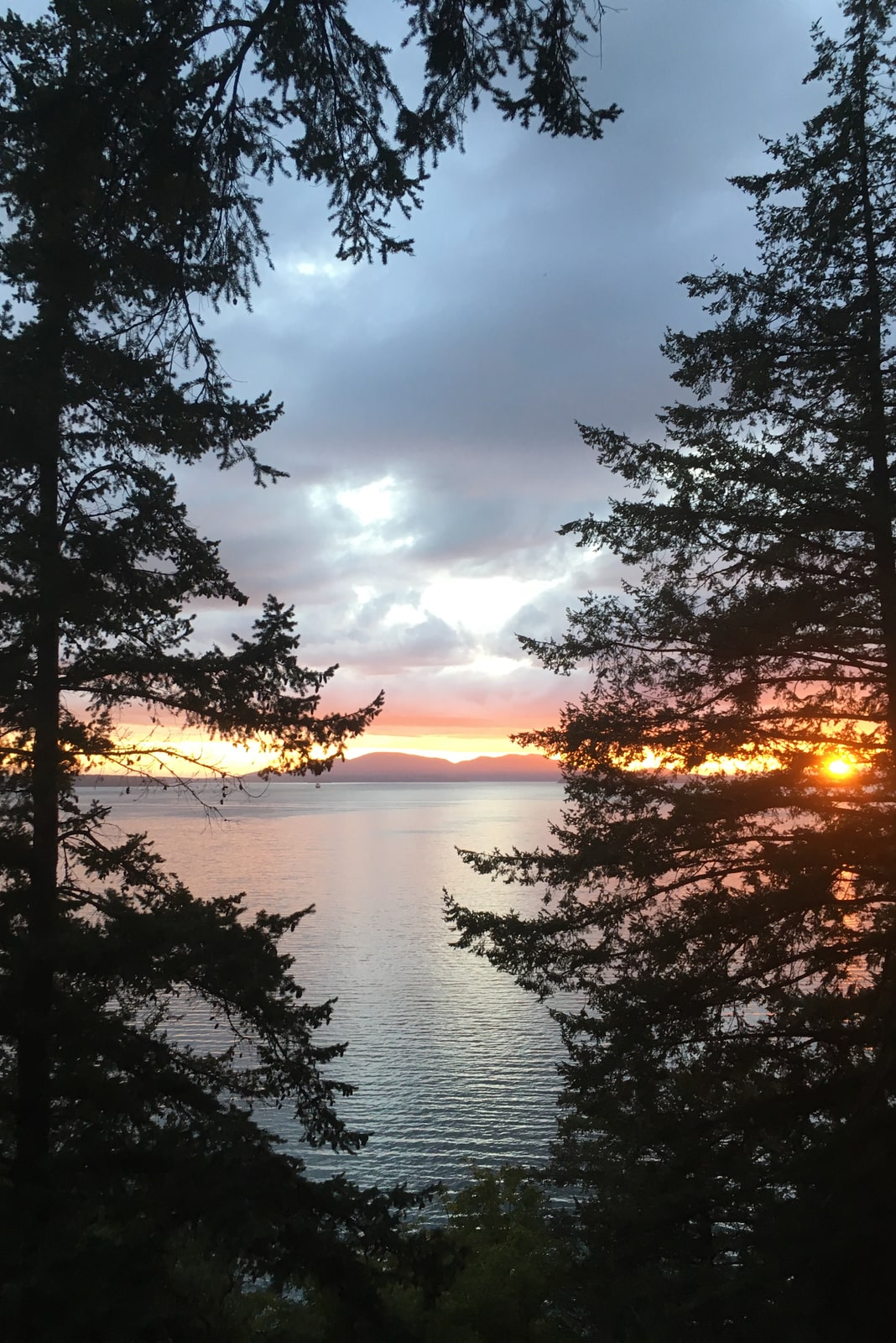 Sunrise over ocean, as viewed through silhouettes of pine trees