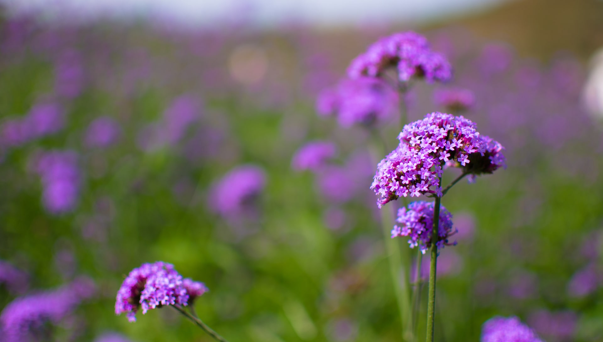 Shortspur seablush flowers, defocused